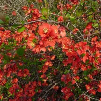 Chaenomeles x superba 'Crimson and Gold' -