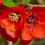 Chaenomeles x superba 'Elly Mossel' -