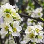 Chaenomeles x superba 'Jet Trail' -