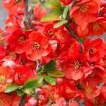 Chaenomeles x superba 'Texas Scarlet' -