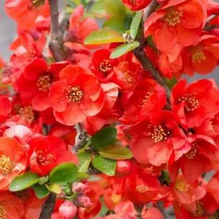 Chaenomeles x superba 'Texas Scarlet' -