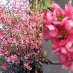 Chaenomeles x supreba 'Pink Trail' -