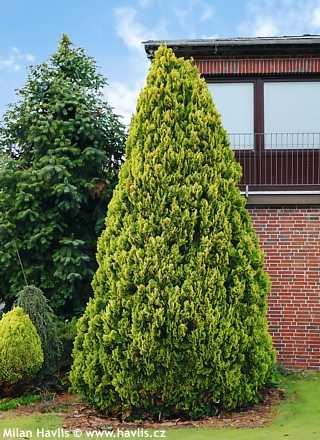 Chamaecyparis lawsoniana 'Ivonne' -