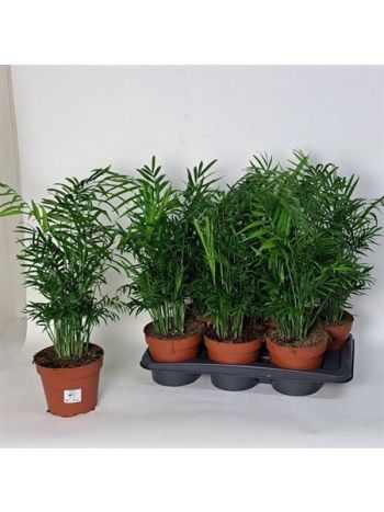 Chamaedorea ELEGANS