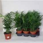 Chamaedorea ELEGANS