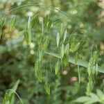 Chasmanthium latifolium (Széleslevelű különösfű)