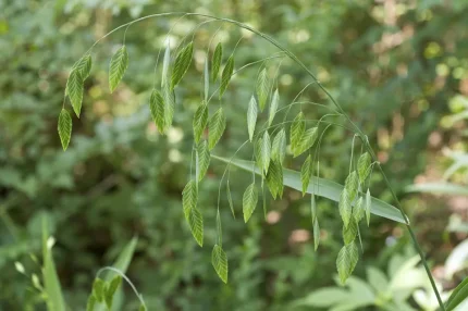 Chasmanthium latifolium (Széleslevelű különösfű)