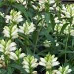 Chelone obliqua 'Alba' (Csinos gerlefej)