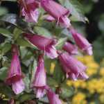 Chelonopsis moschata