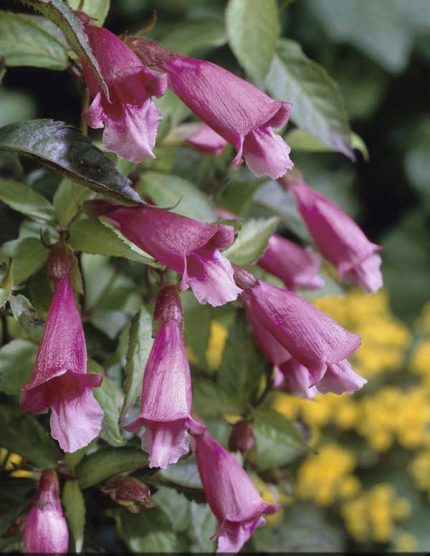 Chelonopsis moschata