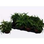 Chlorophytum COM BONNIE