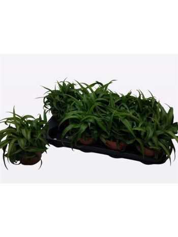 Chlorophytum COM GRE BONNIE