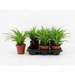 Chlorophytum COM LEMON