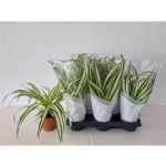 Chlorophytum COM VARIEGATUM