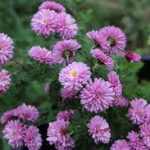 Chrysanthemum  'Mei-Kyo' (Margitvirág)