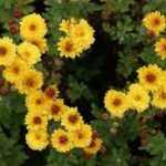 Chrysanthemum × indicum 'Bienchen' (Kerti margitvirág)