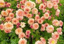 Chrysanthemum × indicum 'Herbstbrokat' (Kerti margitvirág)