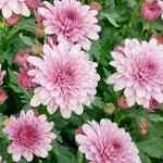 Chrysanthemum × indicum 'Julia' (Kerti margitvirág)