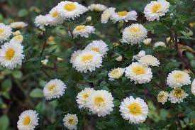 Chrysanthemum × indicum 'Poesie' (Kerti margitvirág)