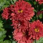 Chrysanthemum × indicum 'Red Velvet' (Kerti margitvirág)