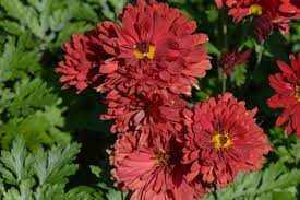 Chrysanthemum × indicum 'Red Velvet' (Kerti margitvirág)