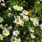 Chrysanthemum zawadskii (Koreai margitvirág)