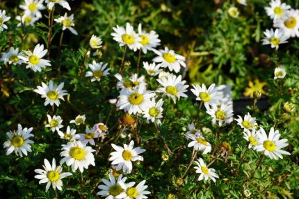 Chrysanthemum zawadskii (Koreai margitvirág)