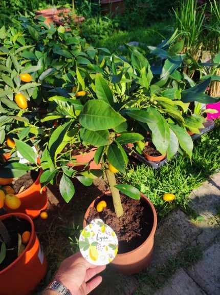 Citrus floridana – Törpe narancs