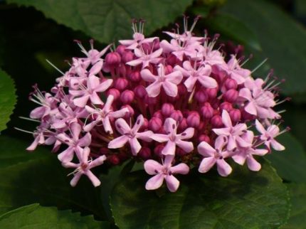 Clerodendron bungei -