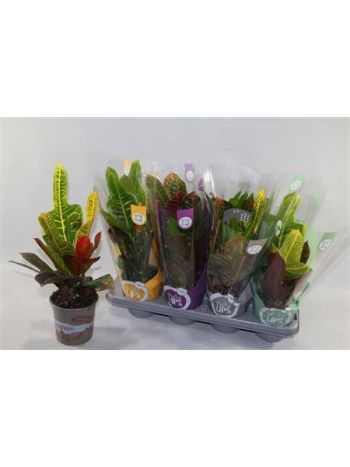 Codiaeum GR EXCELLENT