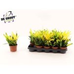 Codiaeum KL SUNNY STAR