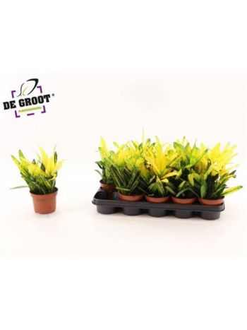 Codiaeum KL SUNNY STAR