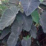 Colocasia esculenta Black magic