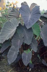 Colocasia esculenta Black magic