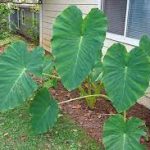 Colocasia esculenta kerti tavi növény