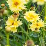 Coreopsis  'Solar Dance' (Menyecskeszem)