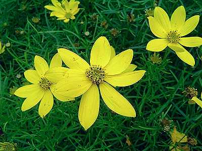 Coreopsis verticillata 'Grandiflora' (Keskenylevelű menyecskeszem)