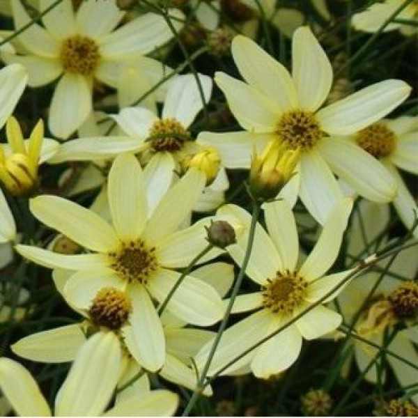 Coreopsis verticillata 'Moonbeam' (Keskenylevelű menyecskeszem)