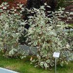 Cornus alba 'Argenteomarginata' - Fehér-tarka levelű som