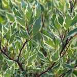 Cornus alba 'Elegantissima' - Fehér-tarka levelű som