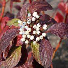 Cornus alba 'Siberian Pearls' - Zöld levelű