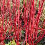 Cornus alba 'Sibirica' - Zöld levelű