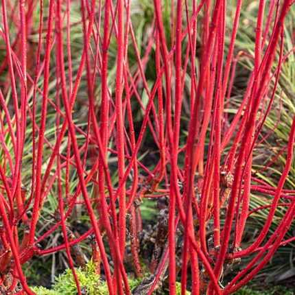 Cornus alba 'Sibirica' - Zöld levelű