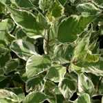 Cornus alba 'Sibirica Variegata' - Fehér-tarka levelű som