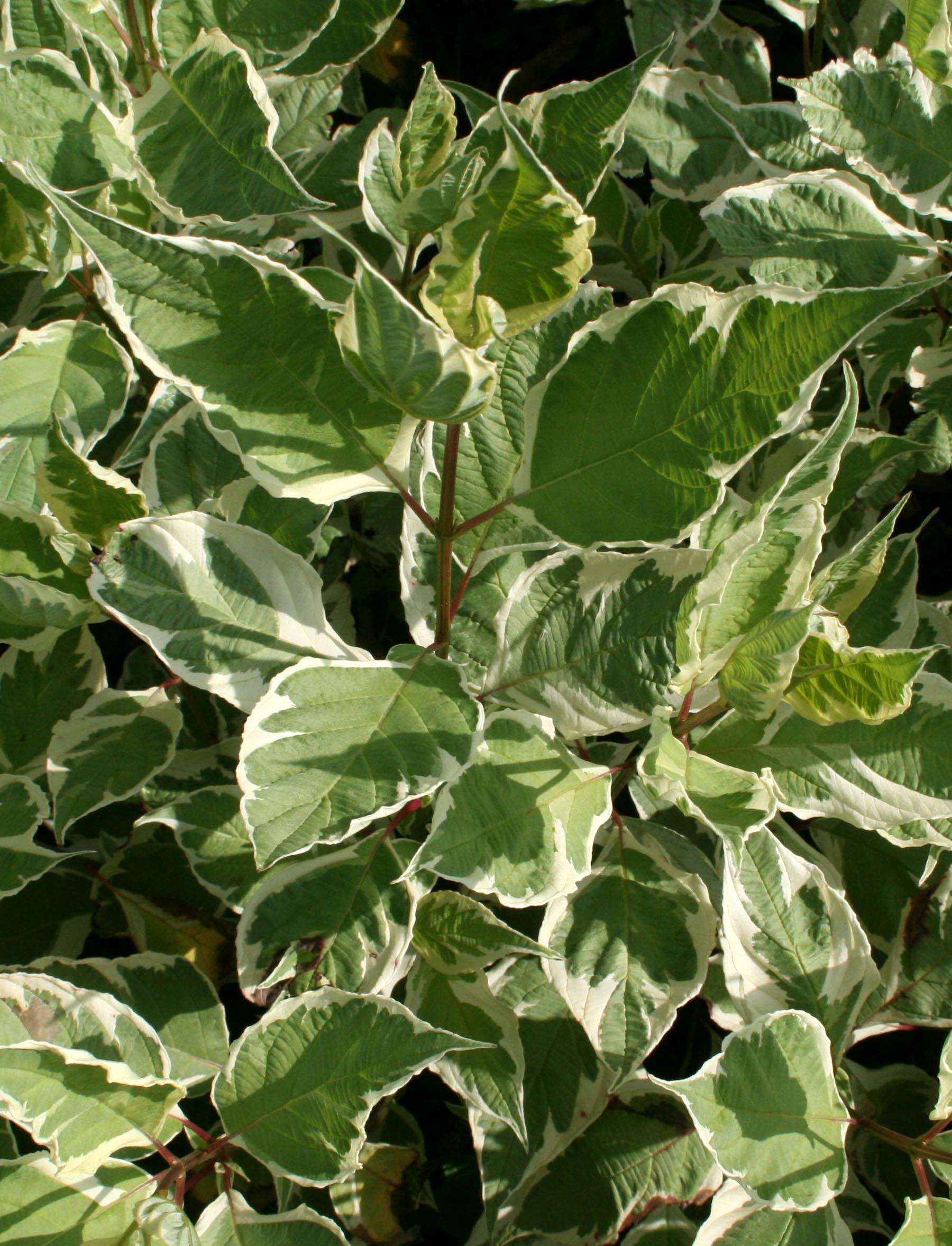 Cornus alba 'Sibirica Variegata' - Fehér-tarka levelű som