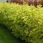 Cornus alba 'Spaethii' - Sárga tarkalevelű