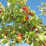 Cornus mas - Húsos som