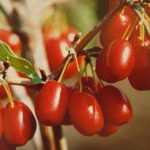 Cornus mas 'Jolico' -