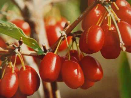 Cornus mas 'Jolico' -