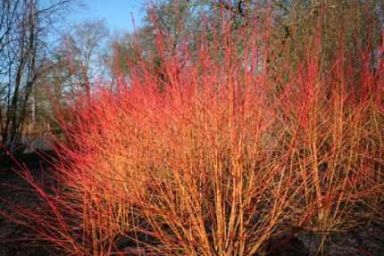 Cornus sanguinea - Veresgyűrűs som